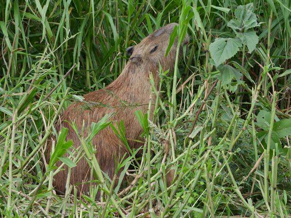 Capibara (Hydrochoerus hydrochaeris)